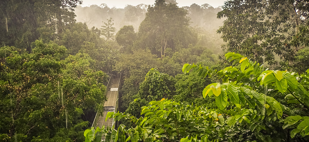 Rainforests around the world: Which will be your favourite destination?