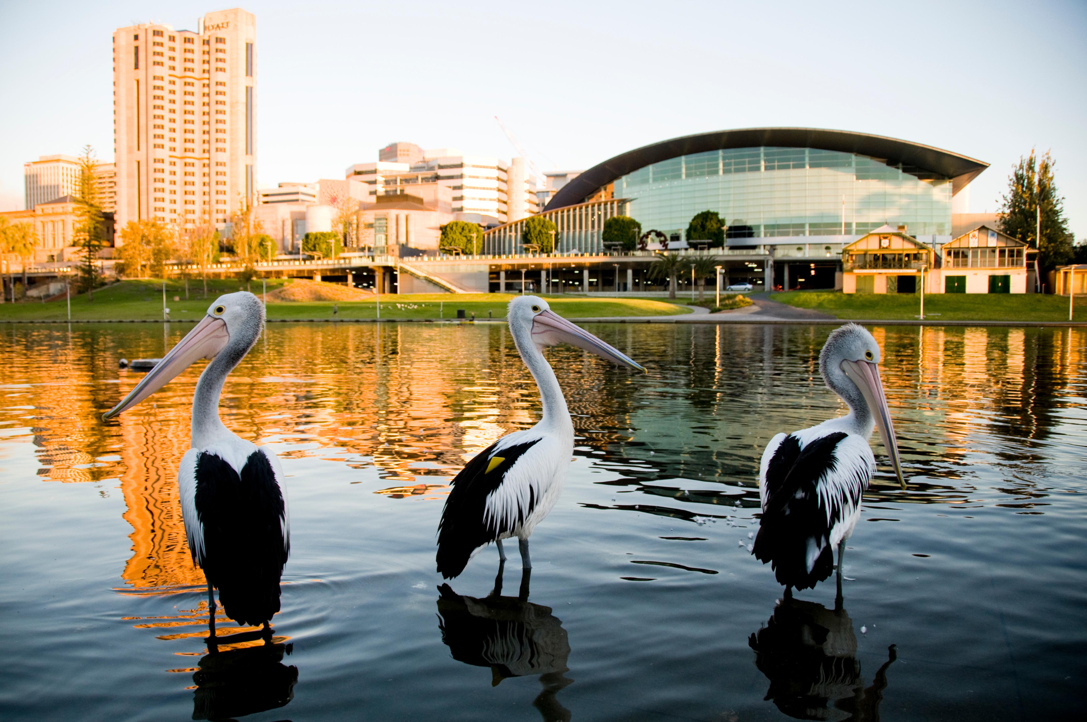 Melbourne Tullamarine to Adelaide Flights from 66 MEL ADL